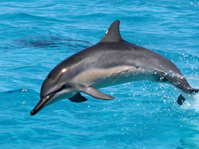 Spinner dolphin photo by Andy Collins