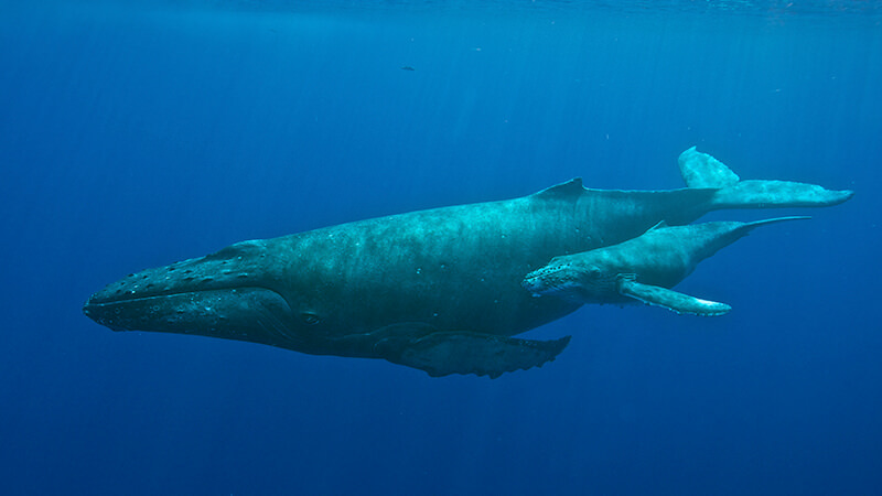 A mother humpback whale swims with her calf