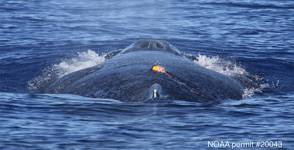 a whale breaching with a tracking tag on its back