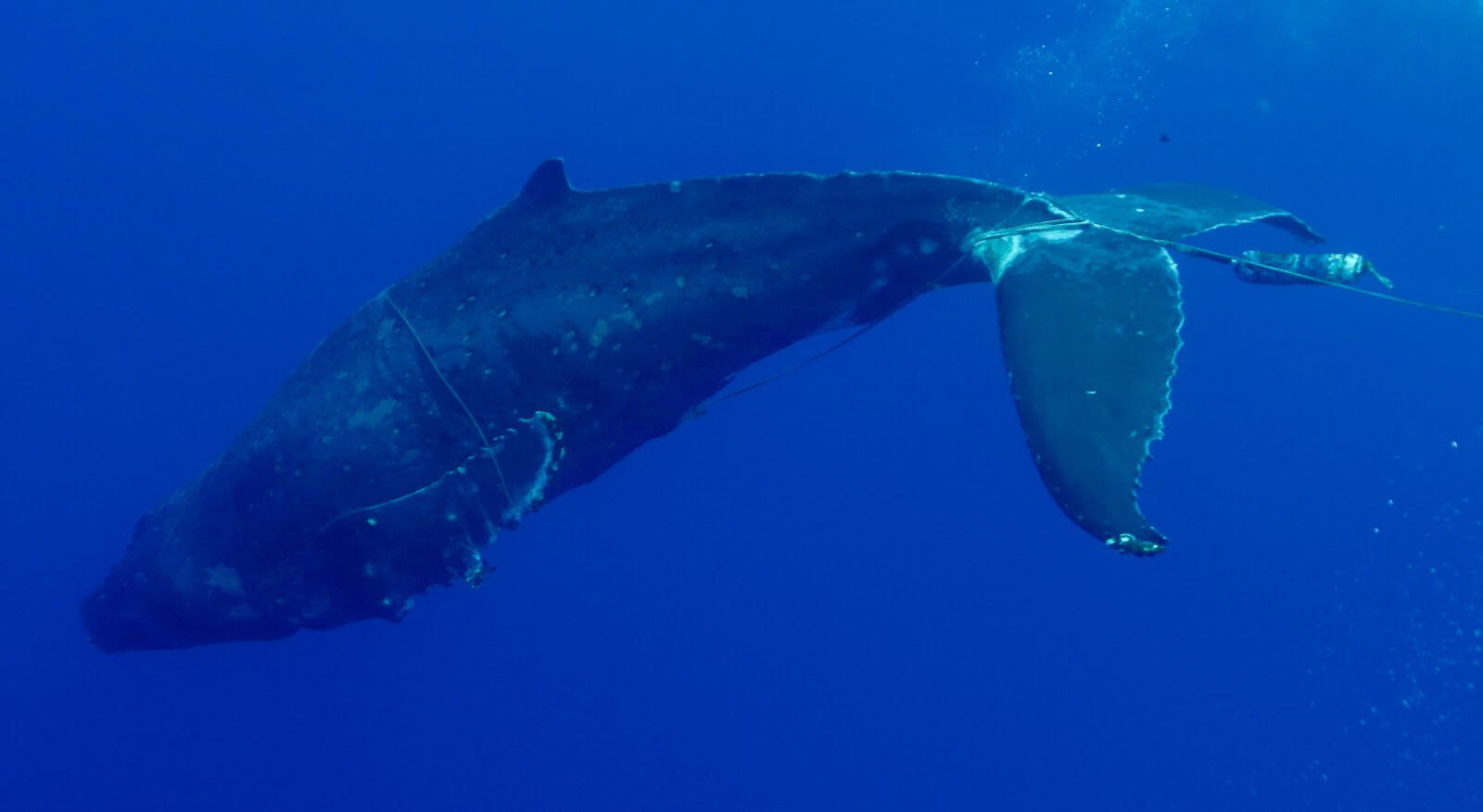 A whale entangled in marine debris
