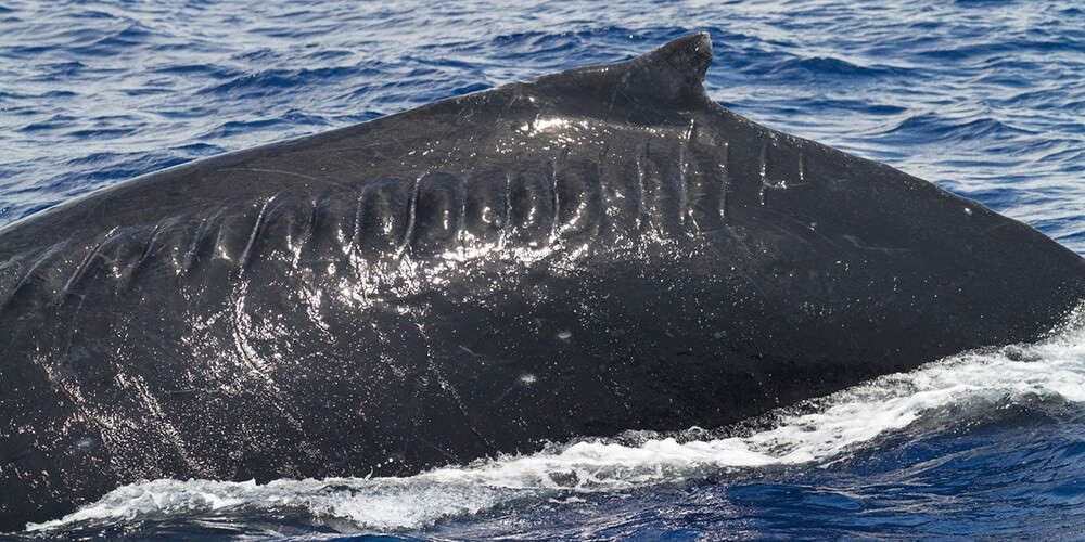 A humpback whale surfaces, showing healed scars from a propeller