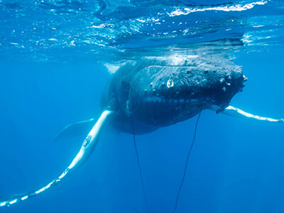 A humpback whale drags entangling ropes