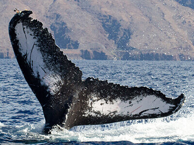 A whale fluke protrudes from the water
