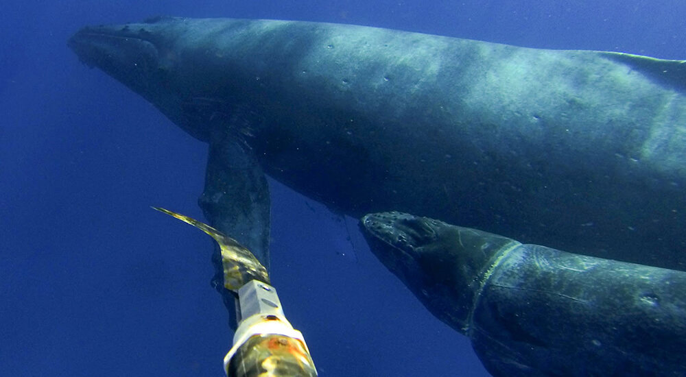 hooked knife on a pole reaching toward an entangled whale