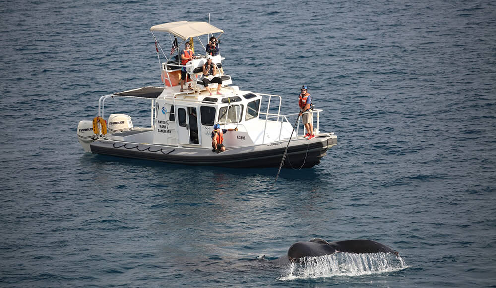 A whale swims near a small boat