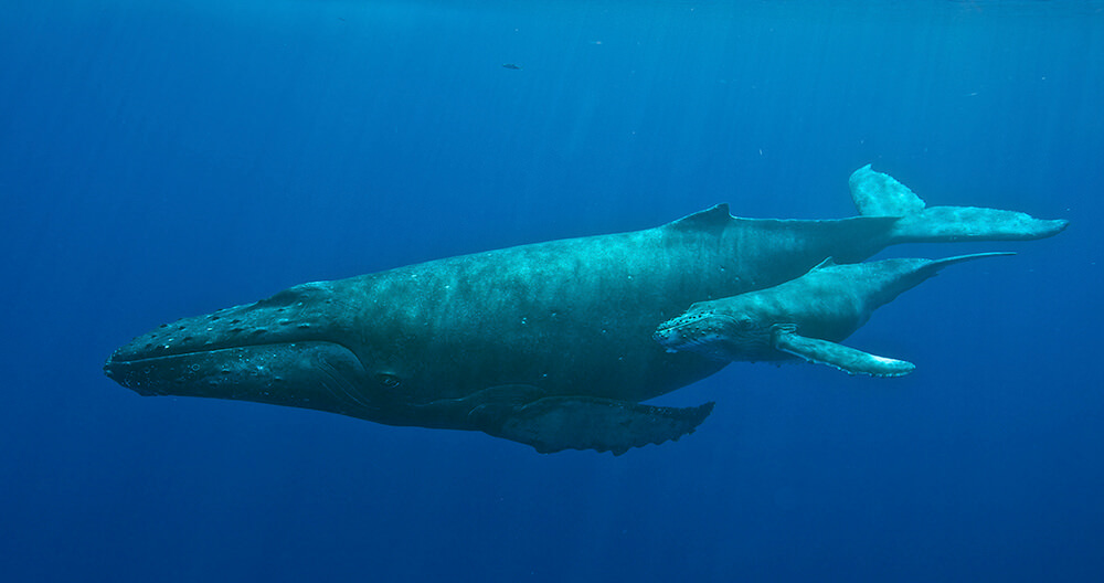 A mother humpback whale and her calf