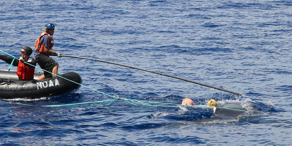 People work to remove tangled fishing gear from a whale