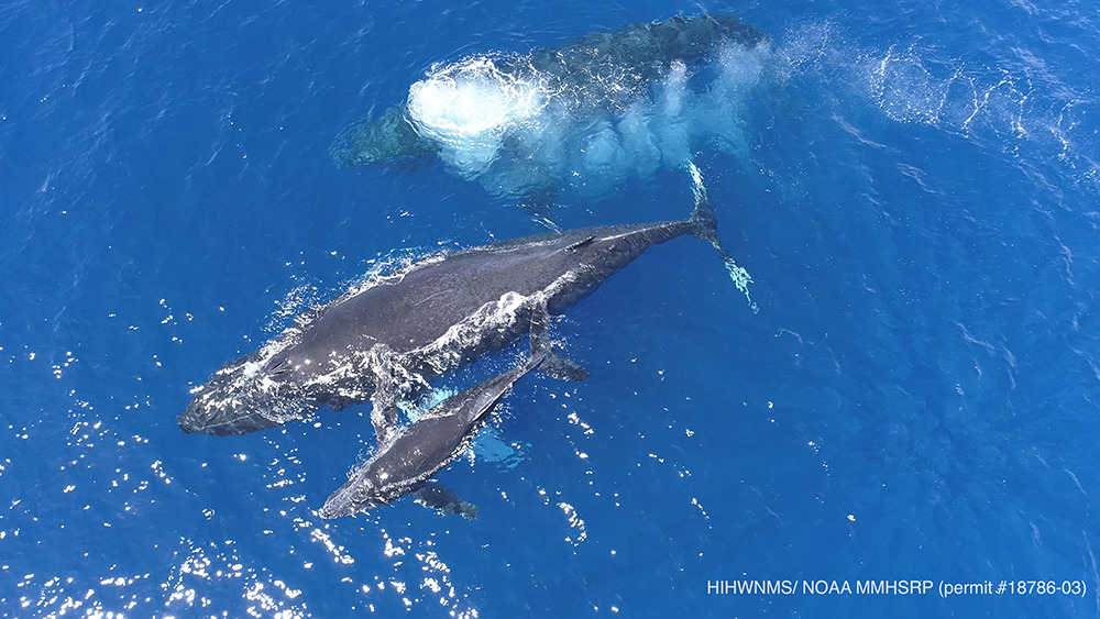 Three whales seen from above
