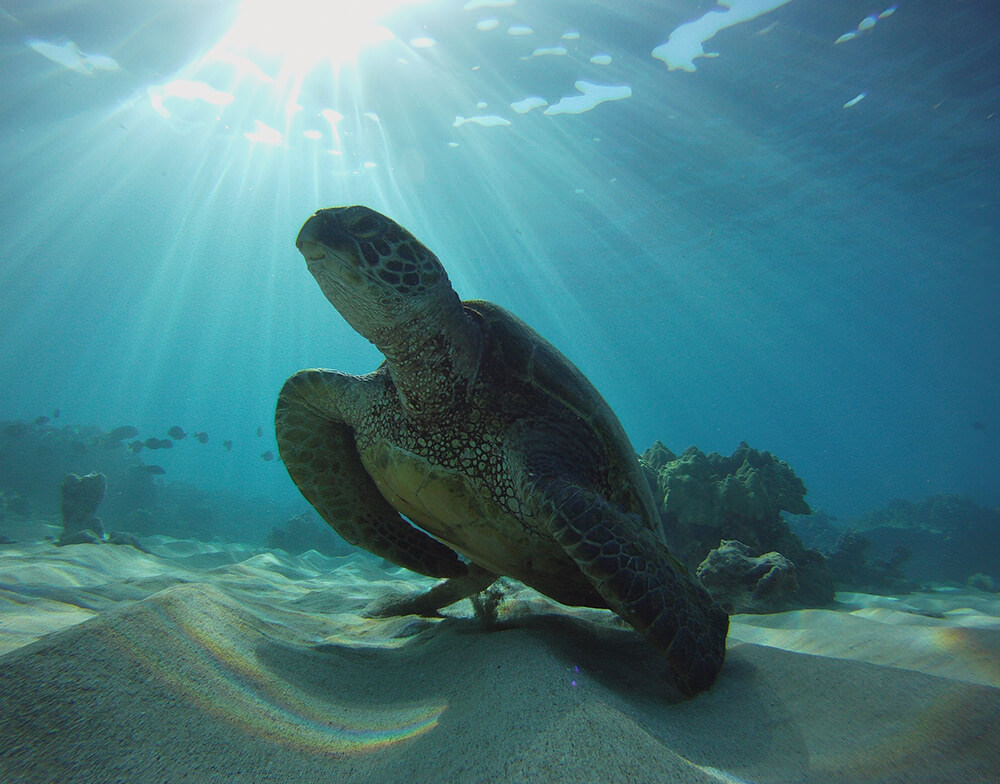 sea turtle underwater