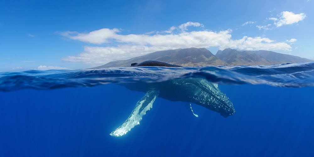 Humpback whale swimms near the surface of the water