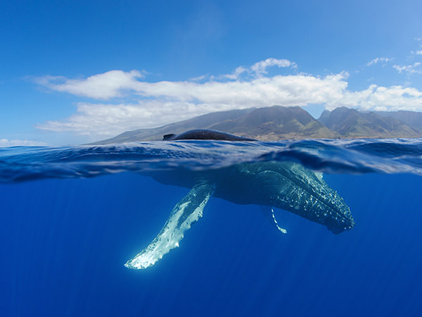 a whale at the surface of the water