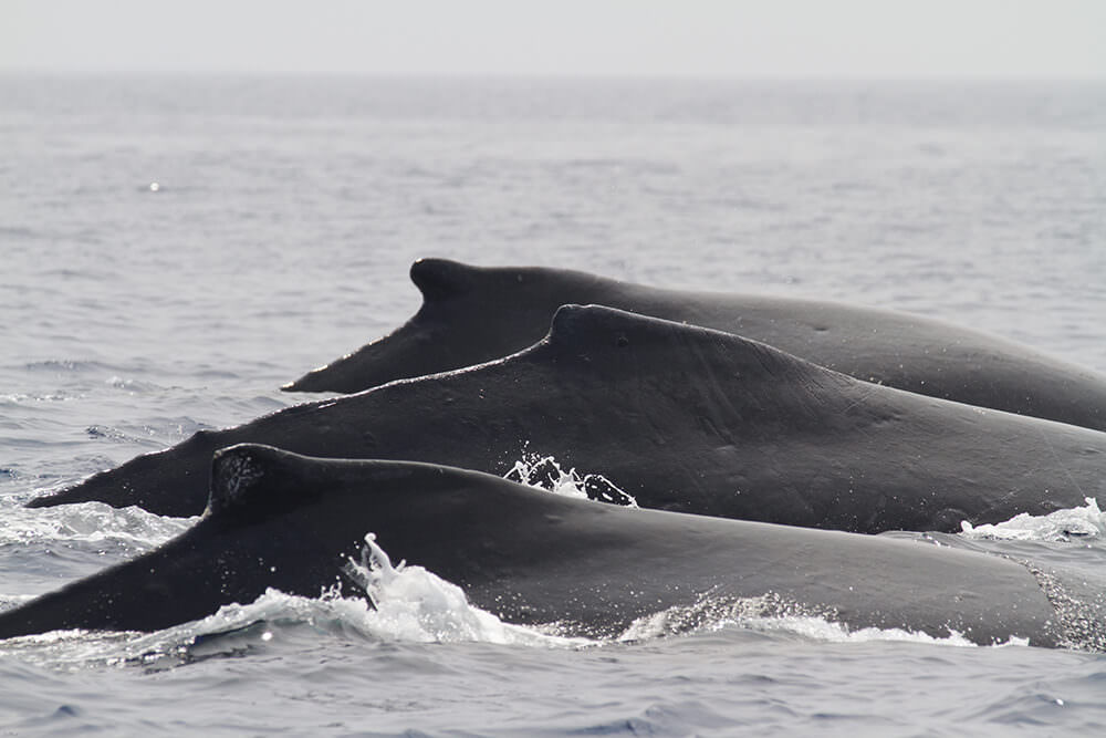 three whale fins peaking through the water surface