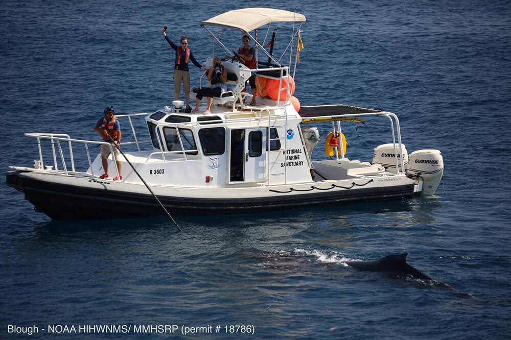 Noaa workers on aboat photograph an approaching whale