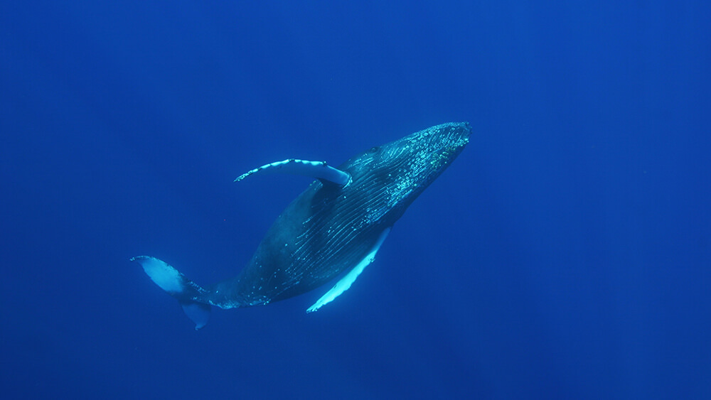 A humpback whale swims under water