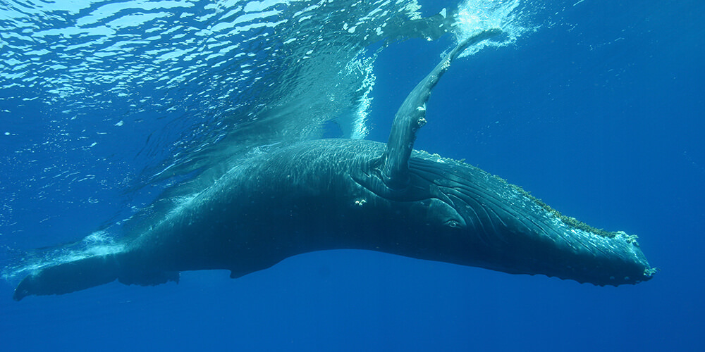 An upside down humpback Whale