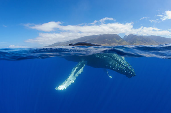 A humpback whale swims just below the surface with an island in the background