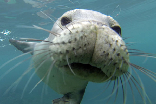 A closeup of a seal's nose