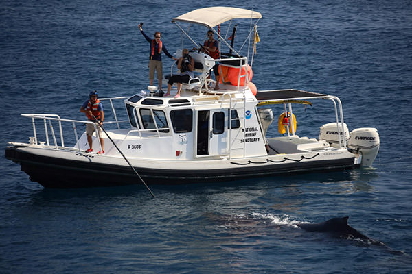 People observe a and photograph a whale from a boat
