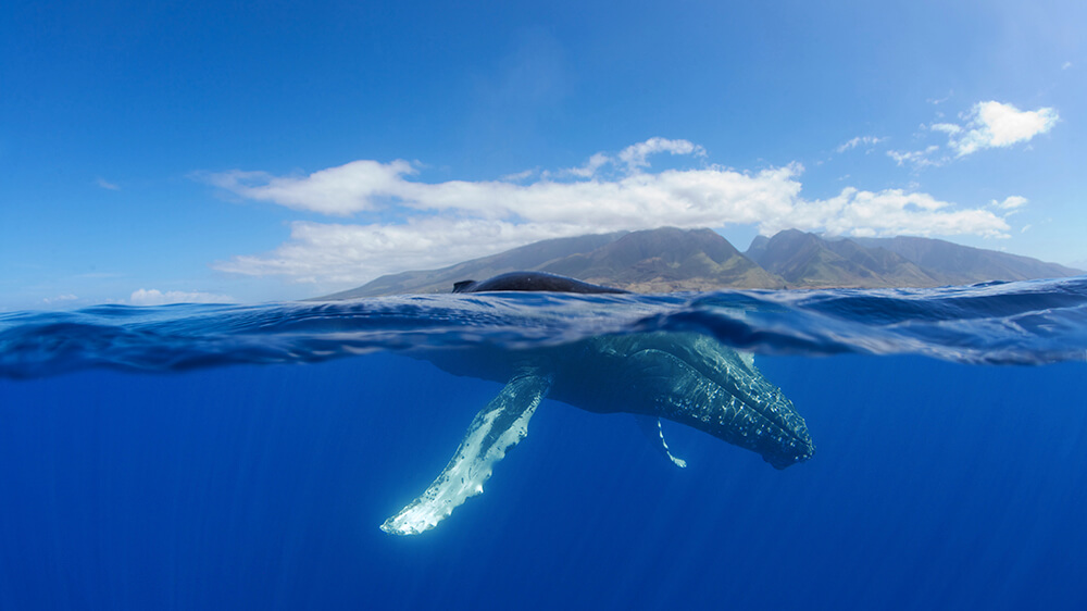 A whale at surface level with an island in the background