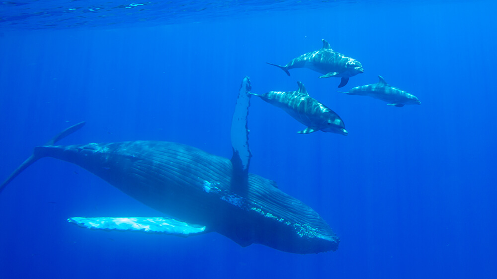 3 dolphins swim near a humpback whale