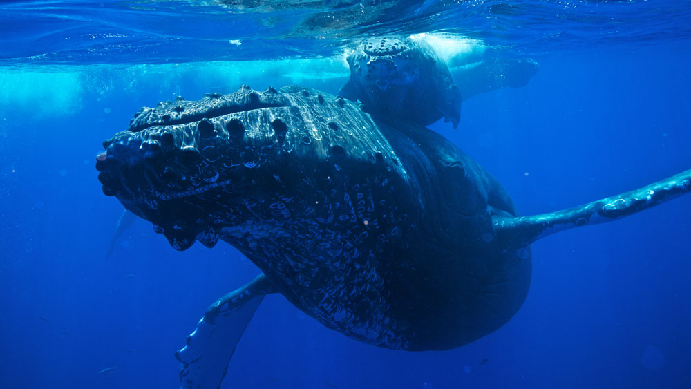 Adult and calf humpback whales