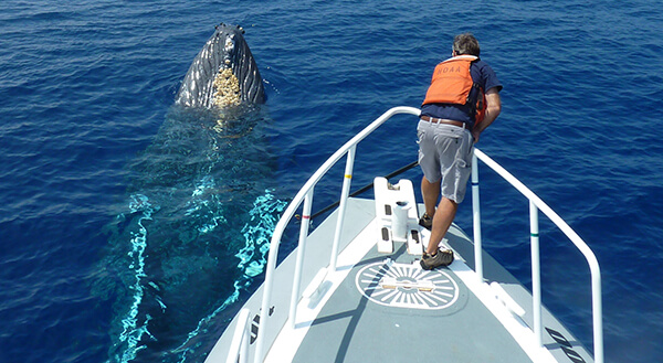 A persons tands on the bow of a ship near a breaching whale