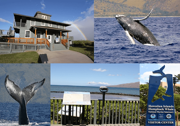a gray building, a whale tail a breaching whale and trail signs