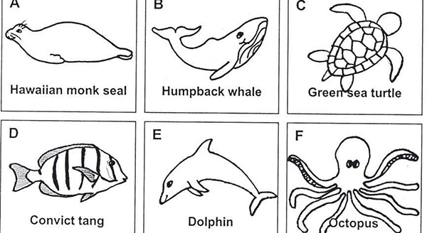 illustrations of sea creatures