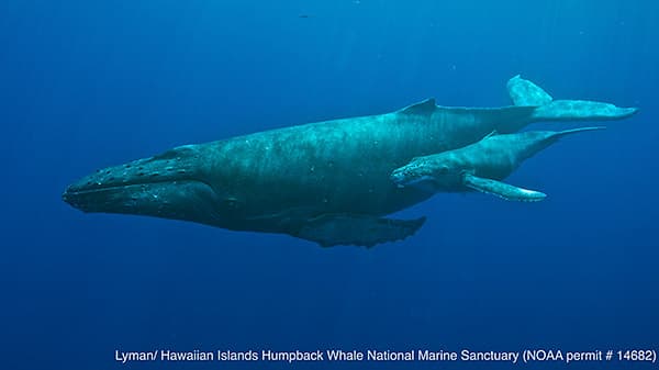 humpback whale mother and calf swimming together