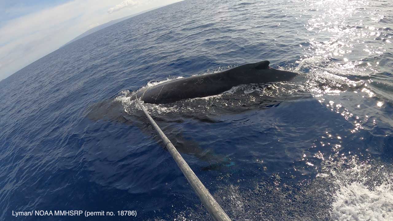 Entangled adult male humpback freed of gear off Maui