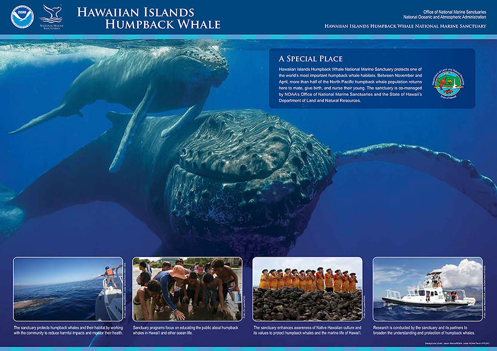 cover image of a whale and calf from the cover of the brochure